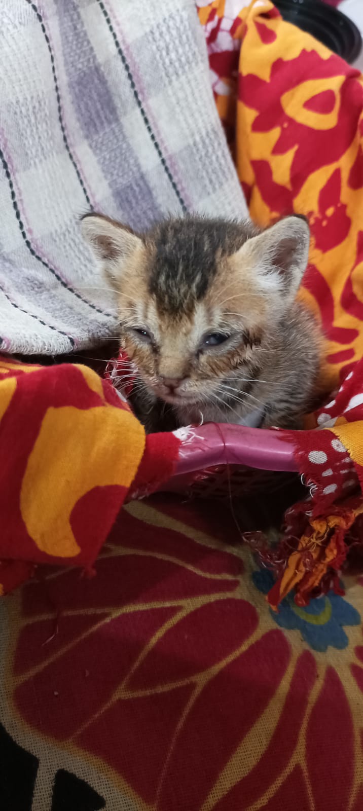 Rescued Kitten 🐾: A Tiny Blessing at My Grandma’s Home